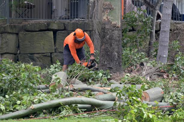  Dover, TN Tree Service Pros